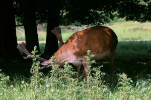 A view of a Red Deer in the wild in Cheshire photo