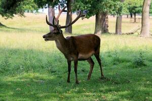 A view of a Red Deer in the wild in Cheshire photo