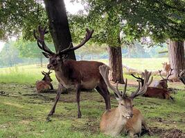 A view of a Red Deer in the wild in Cheshire photo