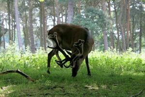 A view of a Red Deer in the wild in Cheshire photo