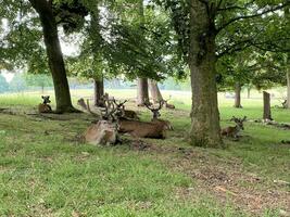 A view of a Red Deer in the wild in Cheshire photo