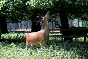 A view of a Red Deer in the wild in Cheshire photo