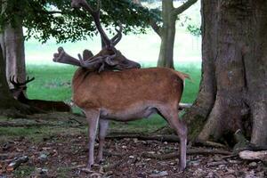 A view of a Red Deer in the wild in Cheshire photo