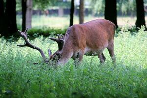 A view of a Red Deer in the wild in Cheshire photo