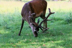 A view of a Red Deer in the wild in Cheshire photo