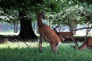 A view of a Red Deer in the wild in Cheshire photo