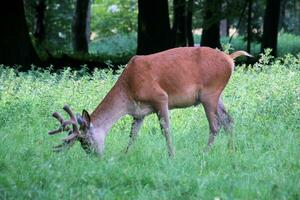 A view of a Red Deer in the wild in Cheshire photo