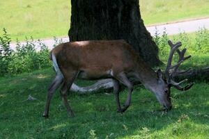 A view of a Red Deer in the wild in Cheshire photo