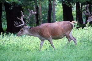 A view of a Red Deer in the wild in Cheshire photo