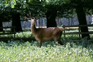 A view of a Red Deer in the wild in Cheshire photo