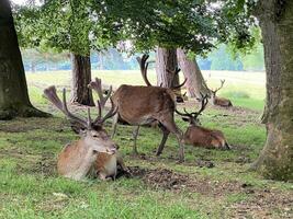 A view of a Red Deer in the wild in Cheshire photo