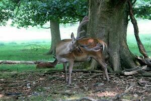 A view of a Red Deer in the wild in Cheshire photo