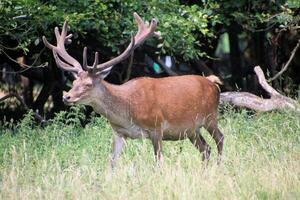 A view of a Red Deer in the wild in Cheshire photo