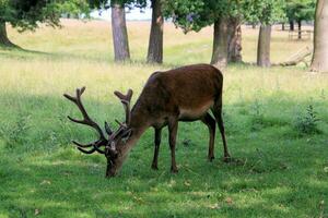 A view of a Red Deer in the wild in Cheshire photo