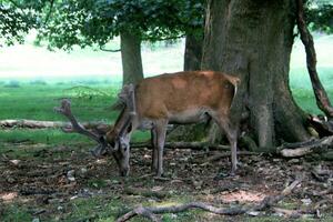 A view of a Red Deer in the wild in Cheshire photo