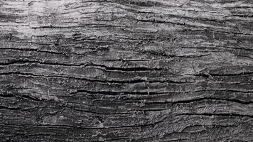 Deciduous tree bark. Textural background photo