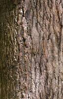 Deciduous tree bark. Textural background photo