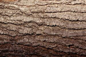 Deciduous tree bark. Textural background photo