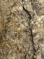 Deciduous tree bark. Textural background photo