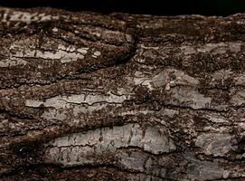 Deciduous tree bark. Textural background photo