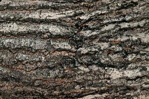 Deciduous tree bark. Textural background photo