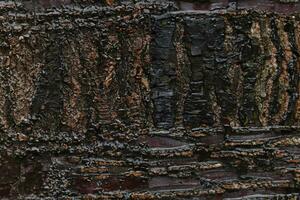 Deciduous tree bark. Textural background photo