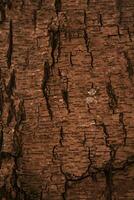 Deciduous tree bark. Textural background photo