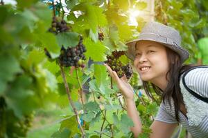 Asian woman Smile and her hand hold Bunch of grapes in vineyard. photo