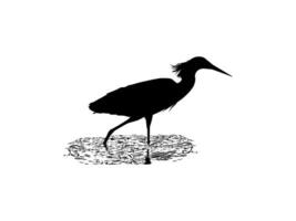 The Black Heron Bird, Egretta Ardesiaca, also known as the Black Egret Silhouette for Art Illustration, Logo, Pictogram, Website, or Graphic Design Element. Vector Illustration