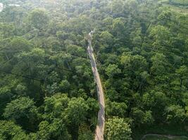 forest in the mountains, tea garden road photo