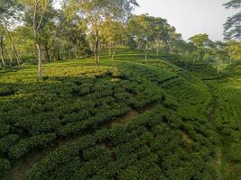 rows of vines in vineyard, rows of vines, vineyard, tea garden photo