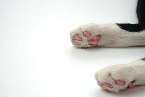 Paw of cat on white background. Pet and mammal concept. photo