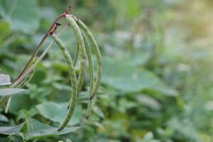 Organic green yard beans pods in garden. Concept, agriculture crops.Growing vegetables for eating in farmily, non toxic photo