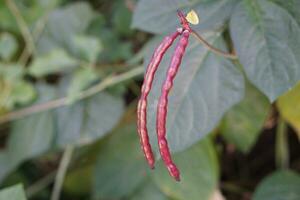 orgánico rojo frijol vainas en jardín. concepto, agricultura cultivos. creciente vegetales para comiendo en familia, no tóxico. bueno para salud. foto