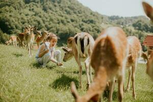 Little girl among reindeer herd on the sunny day photo