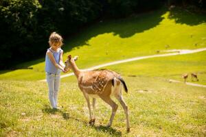 Little girl among reindeer herd on the sunny day photo