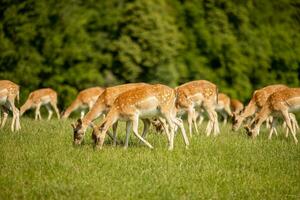 Reindeers on the foothills of Jelenov Greben in Slovenia photo