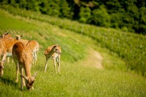 Reindeers on the foothills of Jelenov Greben in Slovenia photo