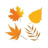 Vector set of colorful autumn leaves of different trees. Autumn leaves with different shapes and colors. Autumn illustration for postcard, books, magazine, fabric, textile. Yellow leaf, red leaf.