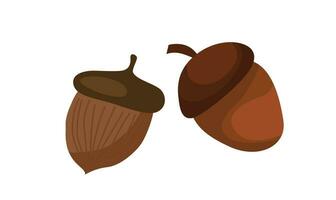 Acorn vector set. Harvest festival. Thanksgiving concept. Farm. Orrganic food. Flat vector in cartoon style isolated on white background.