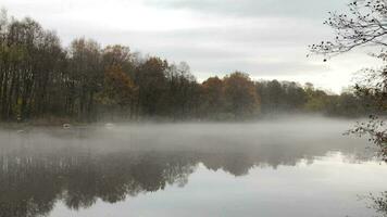 bianca mattina nebbia si diffonde al di sopra di il fiume, giallo alberi siamo riflessa nel il latteo fiume, autunno paesaggio di il fiume video