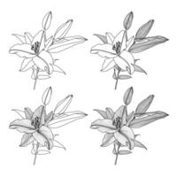 Realistic line drawings of lily with leaves and buds, black graphics on white background, modern Digital Art. Four lily flowers with different linear shading. Elements for design. vector