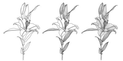 Realistic three drawings of lily flower with leaves and buds, black line graphics on white background, modern digital art. Design elements for decorating printed products, invitations, postcards. vector