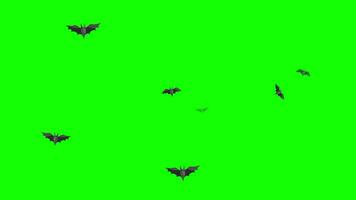 halloween bat flying loop motion graphics video transparent background with alpha channel