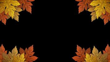 Autumn colorful leaves thanksgiving leaf with alpha channel, transparent background. video