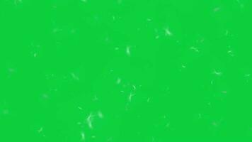 Blur defocus dandelion seeds particle flying, floating in the Air animation overlay effect isolated on green screen background video