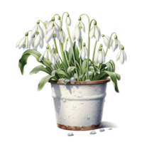 Snowdrop Flower For Christmas Event. Watercolor Style. AI Generated png