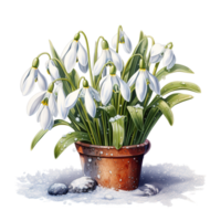 Snowdrop Flower For Christmas Event. Watercolor Style. AI Generated png