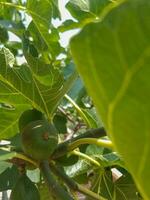 Fig fruit branch stuffed with unripe fruit photo