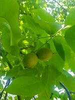 Enchanting landscapes of two walnuts photo